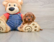 8 week old Cavapoo Puppy For Sale - Florida Fur Babies