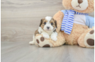 Best Cavapoo Baby