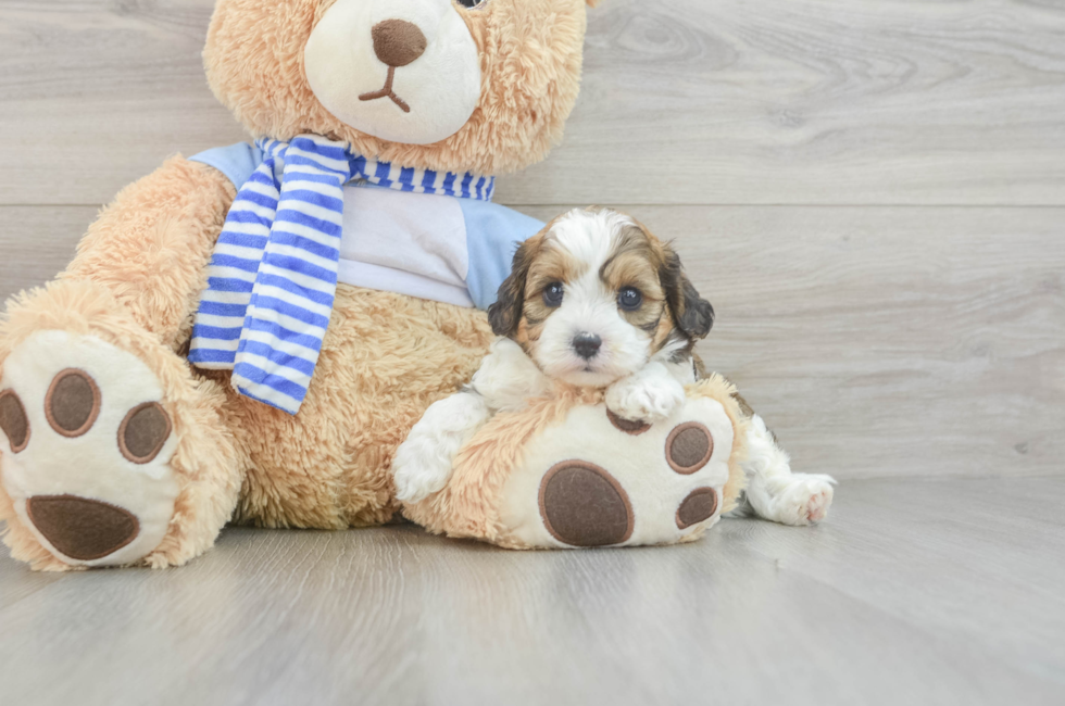 7 week old Cavapoo Puppy For Sale - Florida Fur Babies