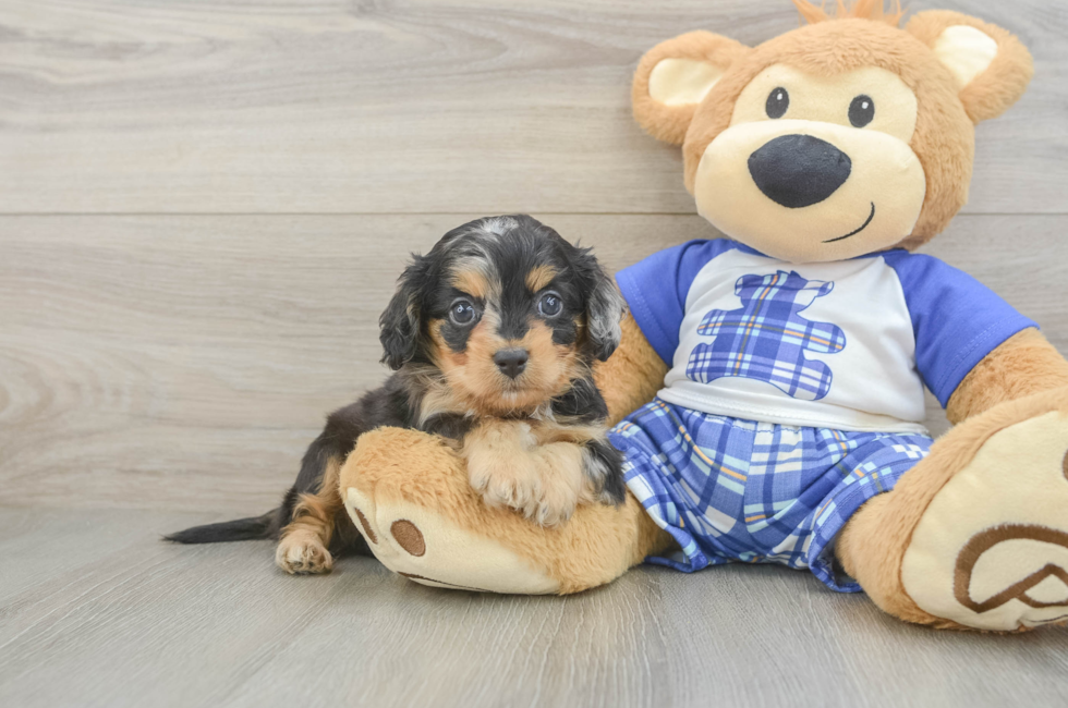5 week old Cavapoo Puppy For Sale - Florida Fur Babies