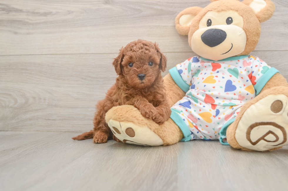 5 week old Cavapoo Puppy For Sale - Florida Fur Babies