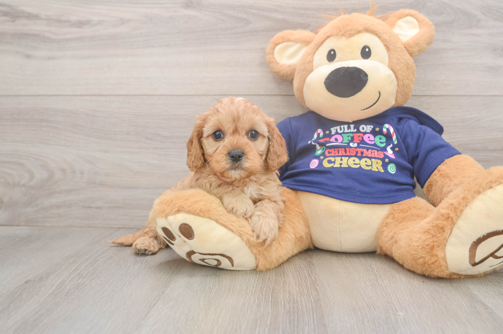 5 week old Cavapoo Puppy For Sale - Florida Fur Babies
