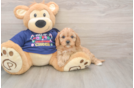 Cavapoo Puppy for Adoption