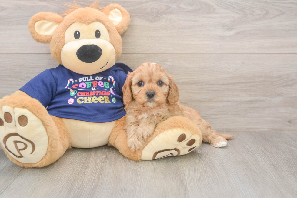 Cavapoo Puppy for Adoption