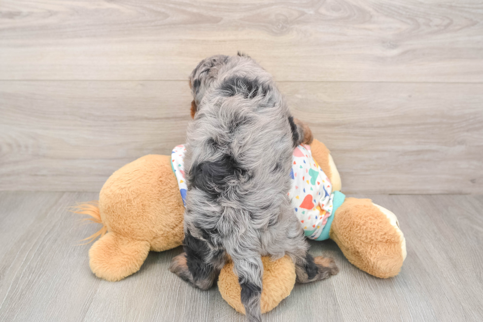 Cavapoo Pup Being Cute