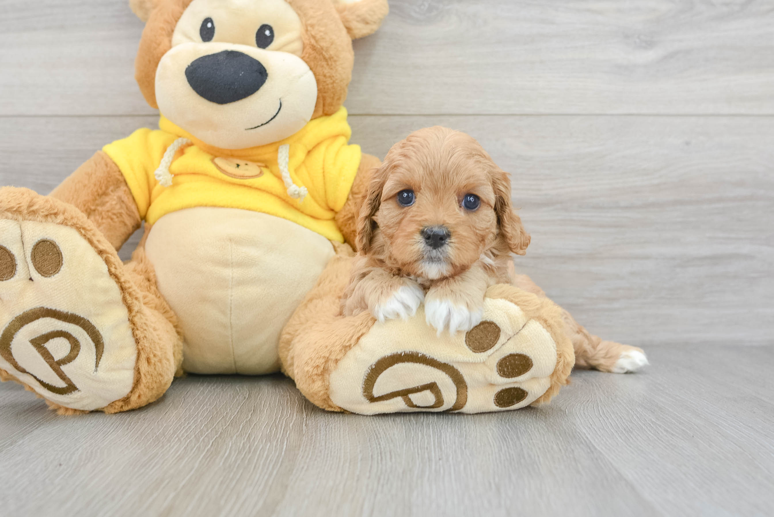 Daisy dog puppies clearance for sale teddy bears