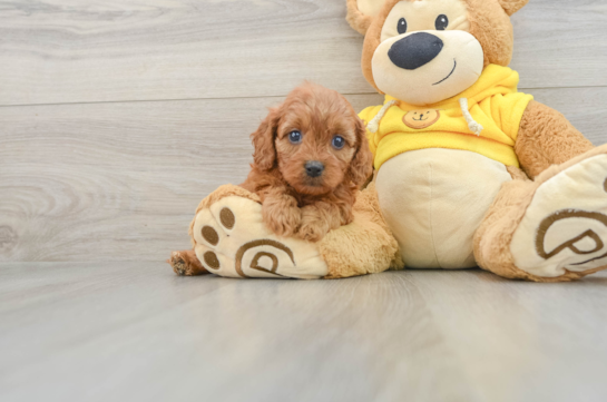 Fluffy Cavapoo Poodle Mix Pup