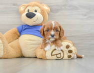 7 week old Cavapoo Puppy For Sale - Florida Fur Babies