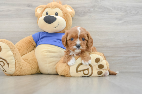 Small Cavapoo Baby