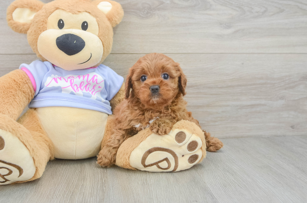 6 week old Cavapoo Puppy For Sale - Florida Fur Babies