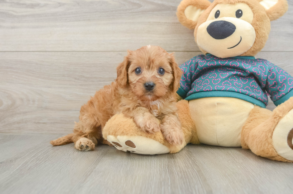 5 week old Cavapoo Puppy For Sale - Florida Fur Babies
