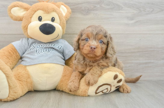 Petite Cavapoo Poodle Mix Pup