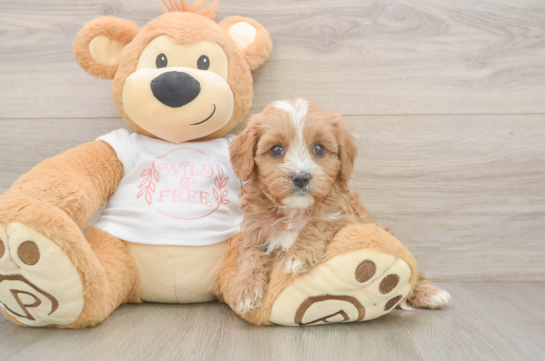 Cavapoo Puppy for Adoption