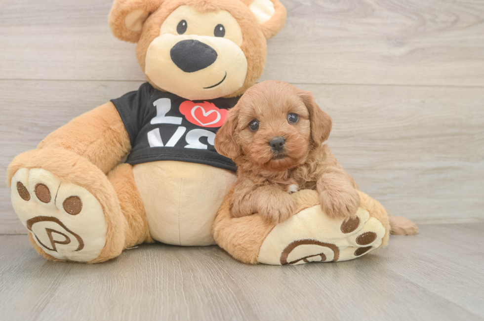 5 week old Cavapoo Puppy For Sale - Florida Fur Babies