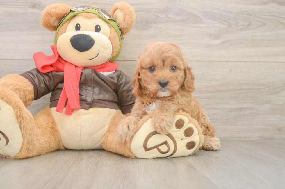 6 week old Cavapoo Puppy For Sale - Florida Fur Babies