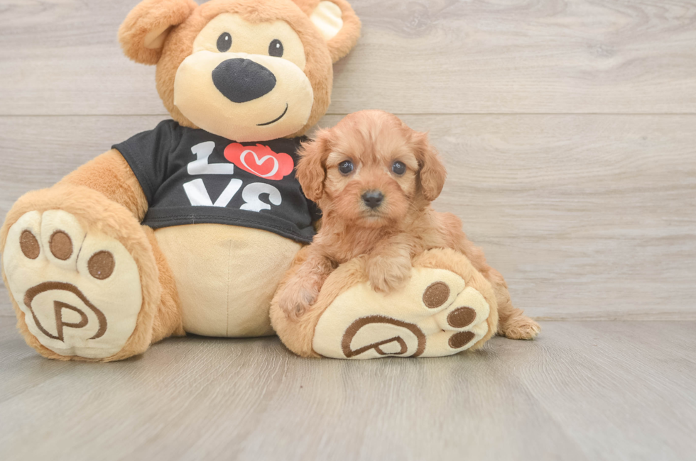 5 week old Cavapoo Puppy For Sale - Florida Fur Babies