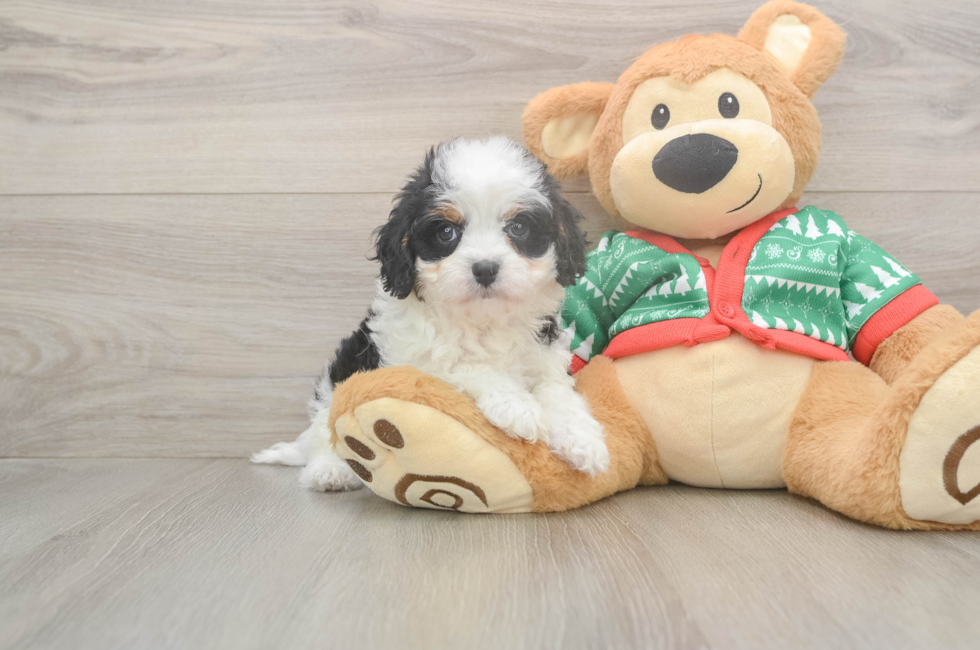 5 week old Cavapoo Puppy For Sale - Florida Fur Babies