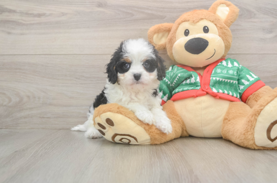 Happy Cavapoo Baby