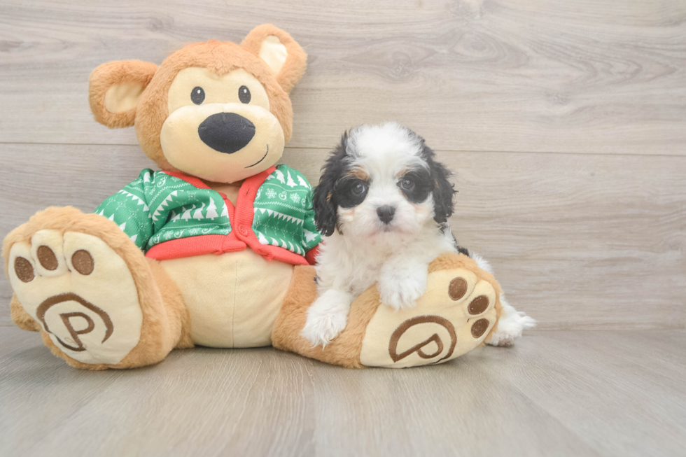 Cavapoo Pup Being Cute