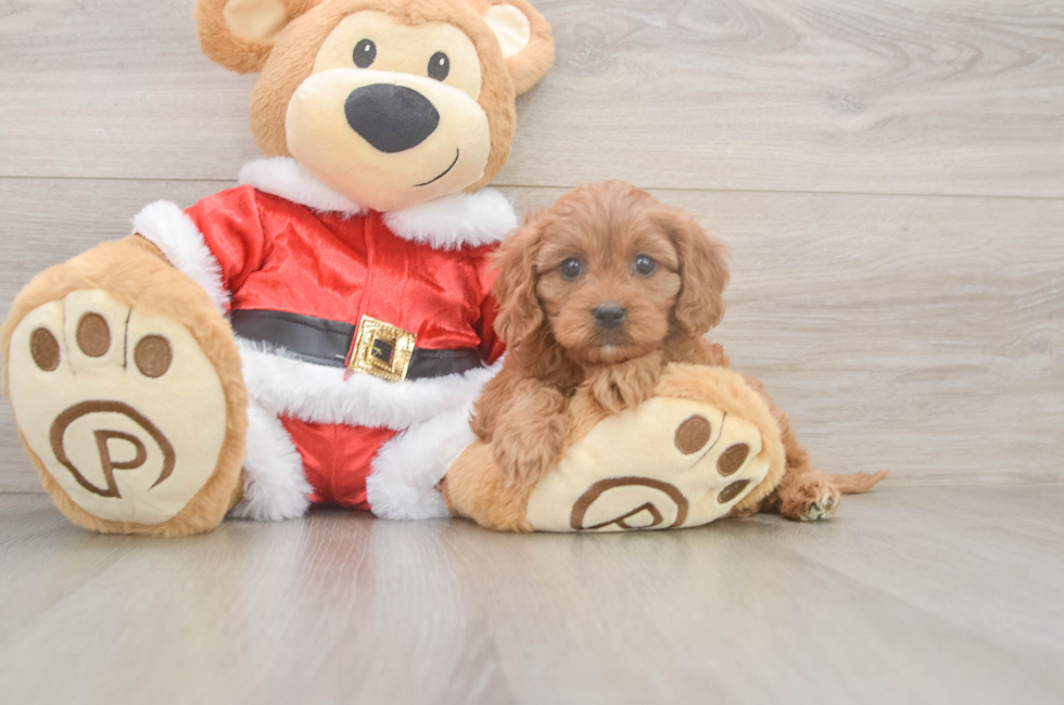 5 week old Cavapoo Puppy For Sale - Florida Fur Babies