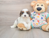 8 week old Cavapoo Puppy For Sale - Florida Fur Babies