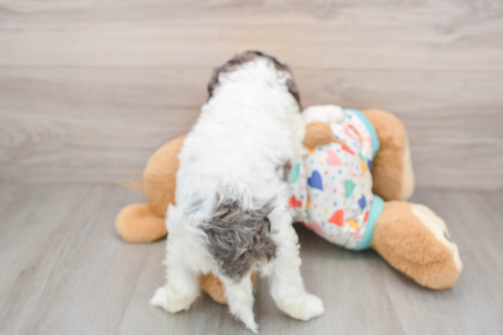 Popular Cavapoo Poodle Mix Pup