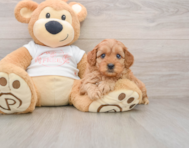 8 week old Cavapoo Puppy For Sale - Florida Fur Babies