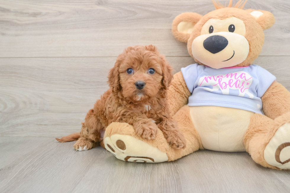 Hypoallergenic Cavadoodle Poodle Mix Puppy