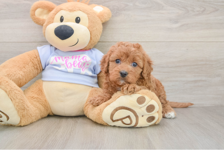 Fluffy Cavapoo Poodle Mix Pup