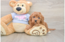 Fluffy Cavapoo Poodle Mix Pup