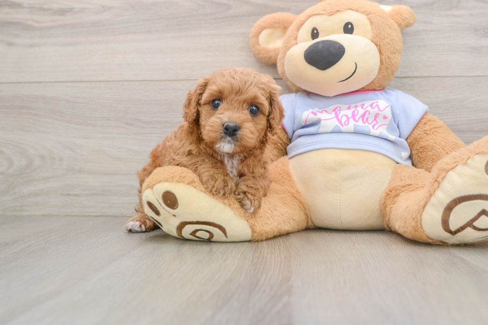 Little Cavipoo Poodle Mix Puppy