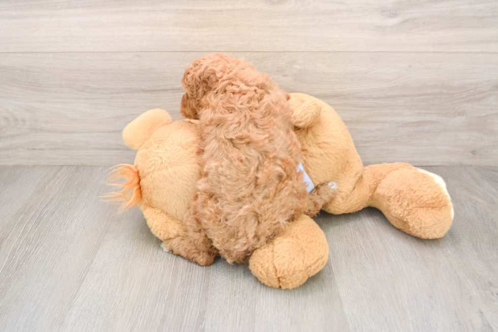 Cavapoo Puppy for Adoption