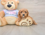 7 week old Cavapoo Puppy For Sale - Florida Fur Babies