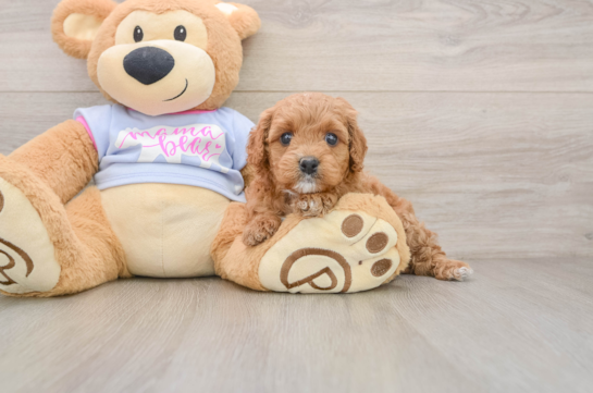 Energetic Cavoodle Poodle Mix Puppy
