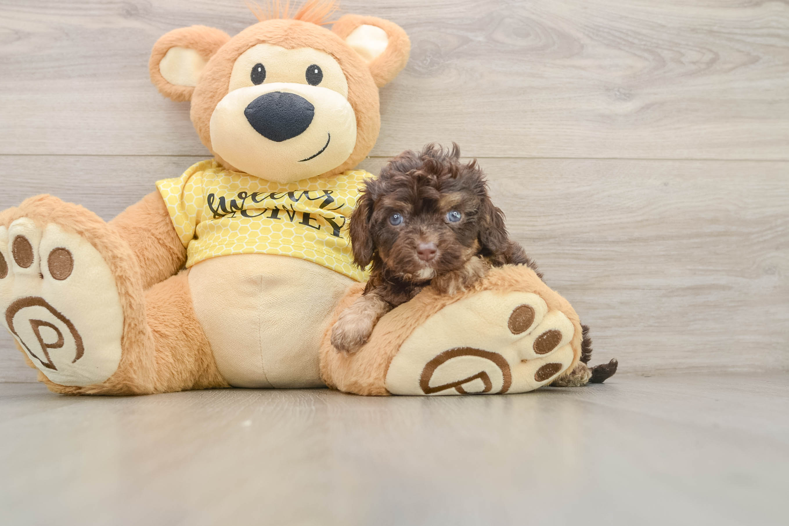 Friendly Cavapoo Baby
