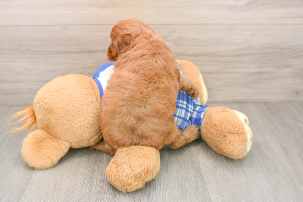 Popular Cavapoo Poodle Mix Pup