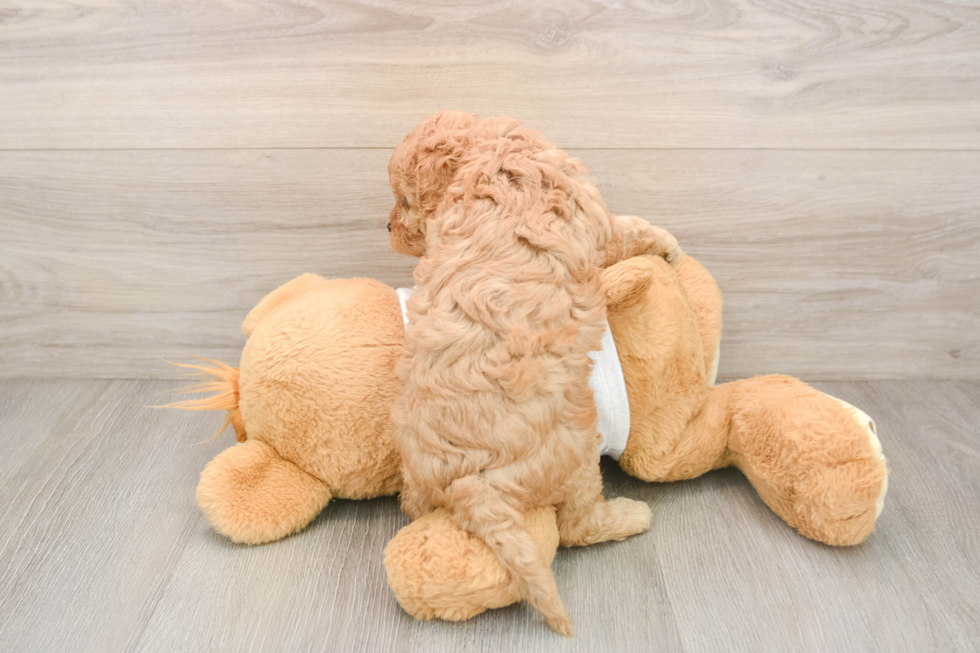 Cavapoo Puppy for Adoption