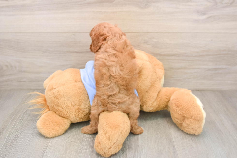 Best Cavapoo Baby