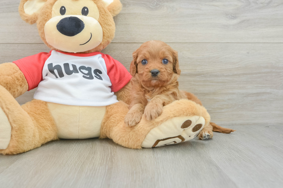 6 week old Cavapoo Puppy For Sale - Florida Fur Babies