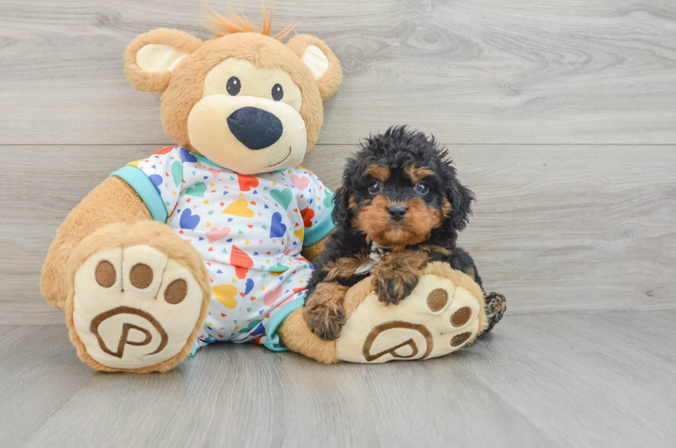 5 week old Cavapoo Puppy For Sale - Florida Fur Babies