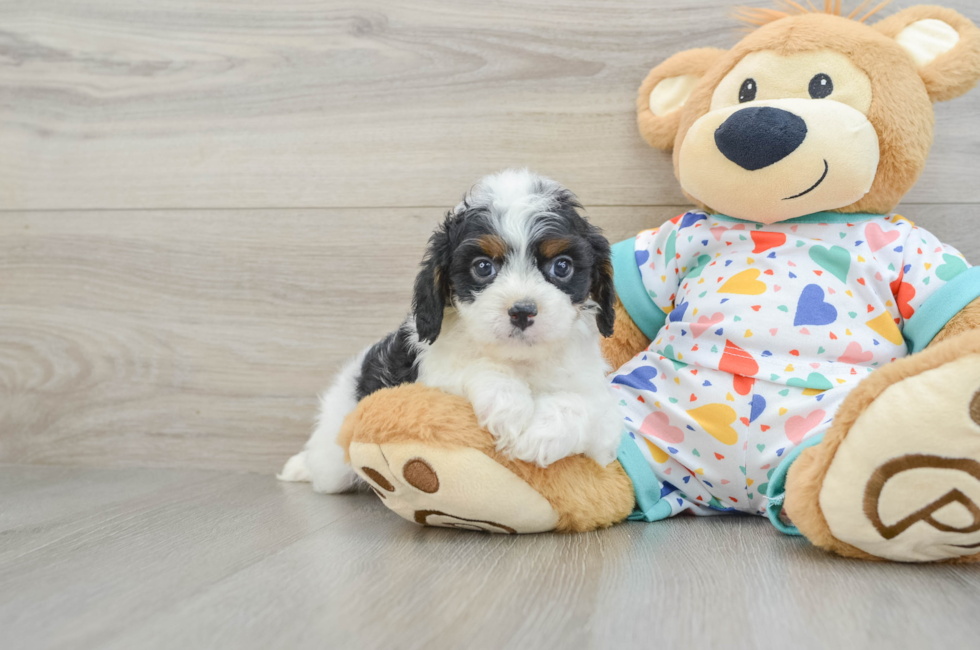 7 week old Cavapoo Puppy For Sale - Florida Fur Babies