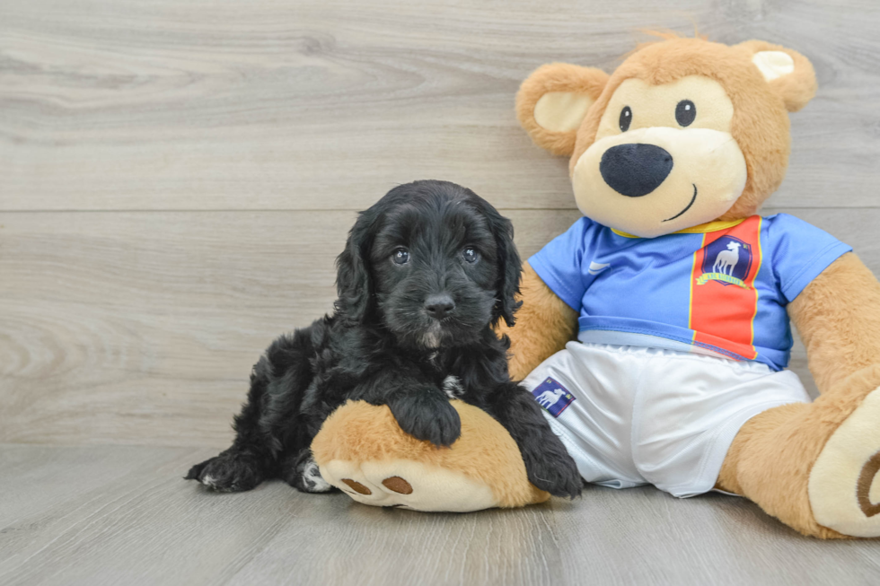 Petite Cavapoo Poodle Mix Pup