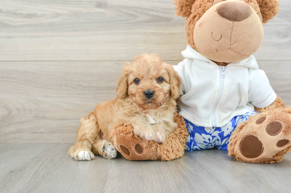 6 week old Cavapoo Puppy For Sale - Florida Fur Babies