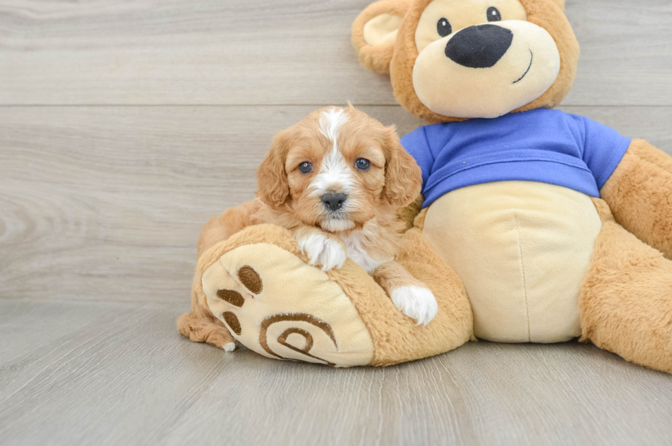 5 week old Cavapoo Puppy For Sale - Florida Fur Babies