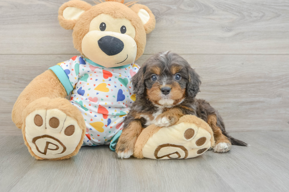6 week old Cavapoo Puppy For Sale - Florida Fur Babies