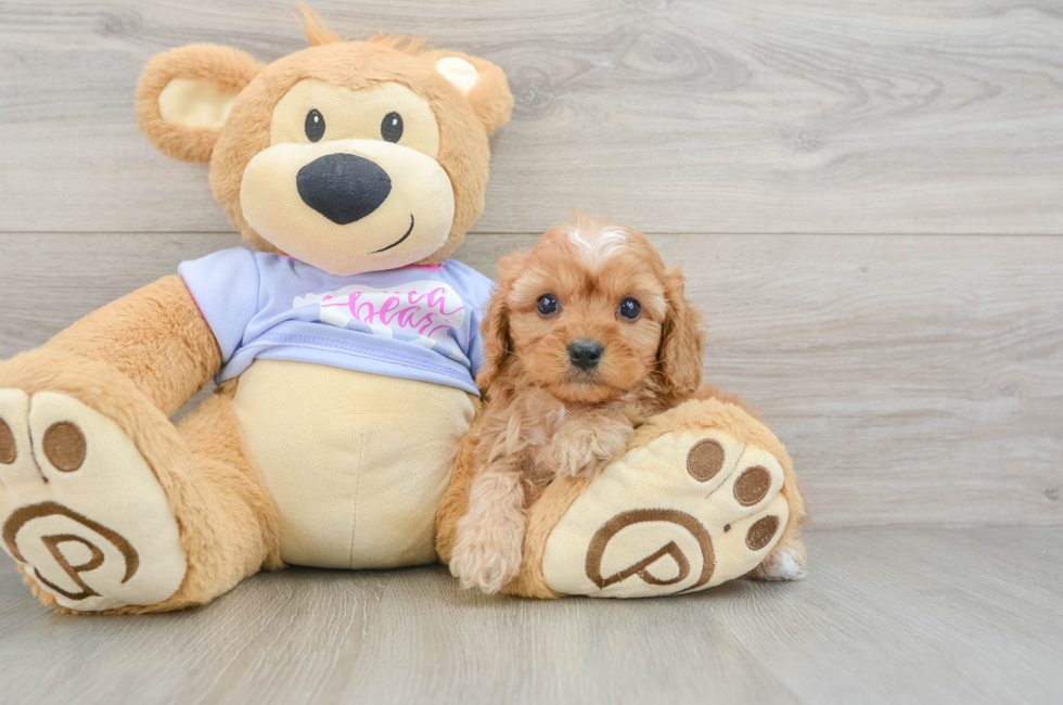6 week old Cavapoo Puppy For Sale - Florida Fur Babies
