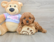 8 week old Cavapoo Puppy For Sale - Florida Fur Babies
