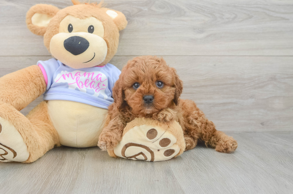 6 week old Cavapoo Puppy For Sale - Florida Fur Babies