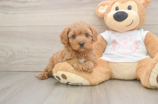 Energetic Cavoodle Poodle Mix Puppy
