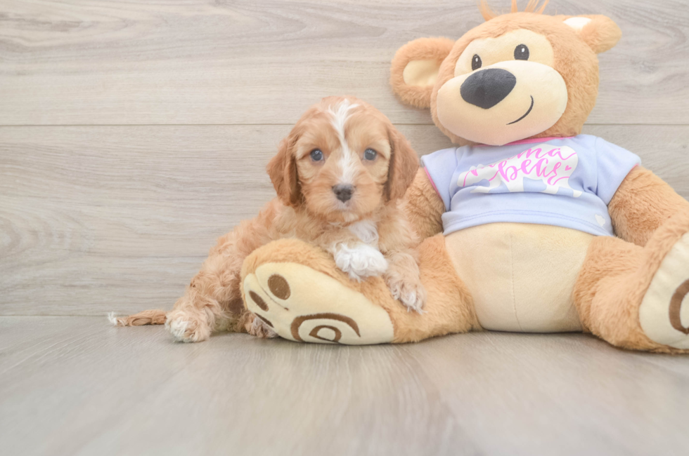 5 week old Cavapoo Puppy For Sale - Florida Fur Babies